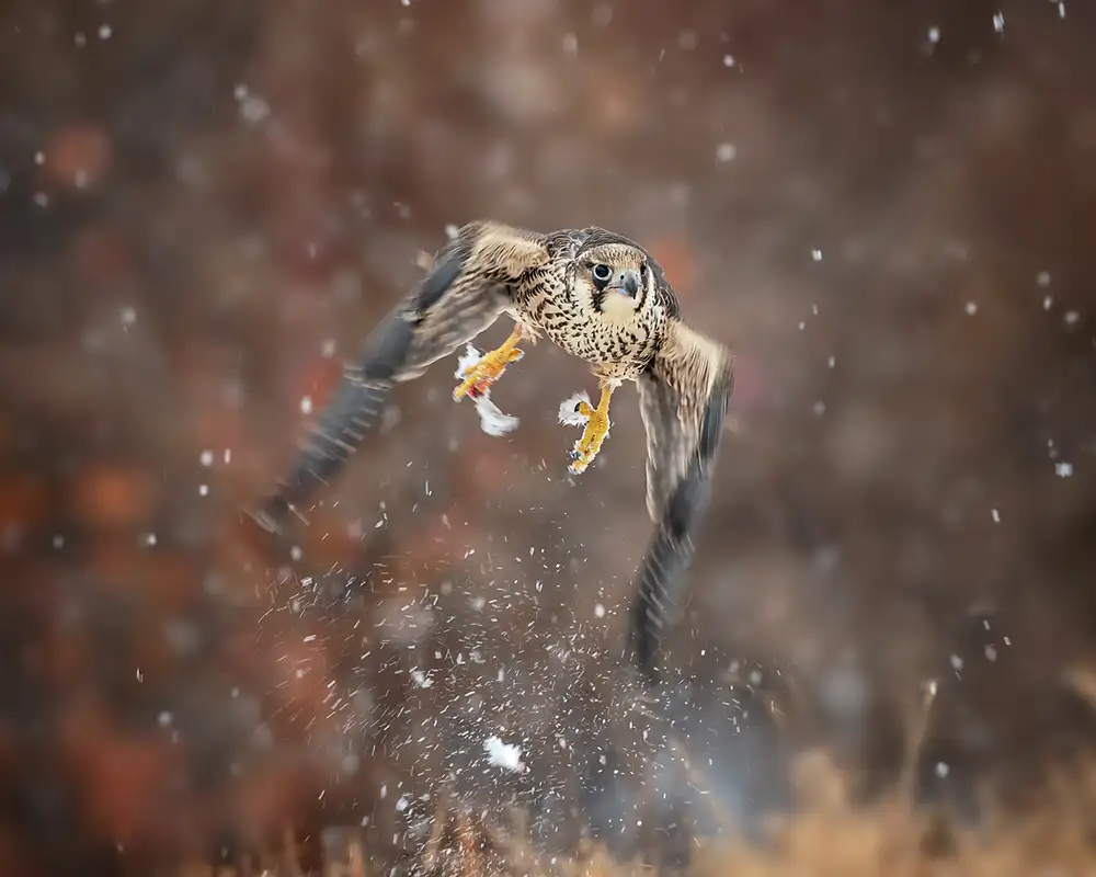 Poreider, Annie: Flying in the snowflakes