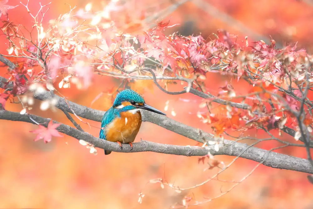 Suzuki, Takashi: Sous les feuilles d'automne