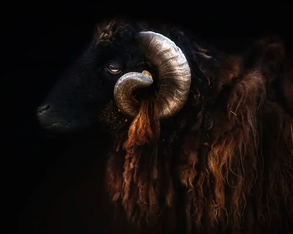 Buye, Pascual Santiago: Ram portrait