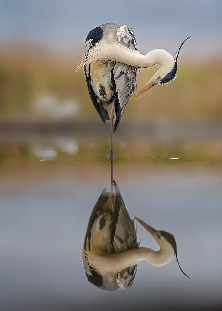Poreider, Annie: Balance in reflection
