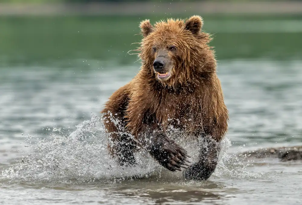 DAmico, Giuseppe: Te run in the lake (fishing)