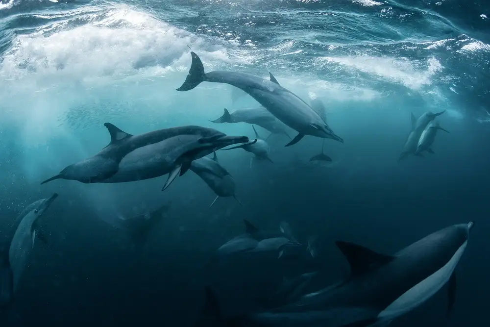 Narchuk, Andrey: Dolphine run