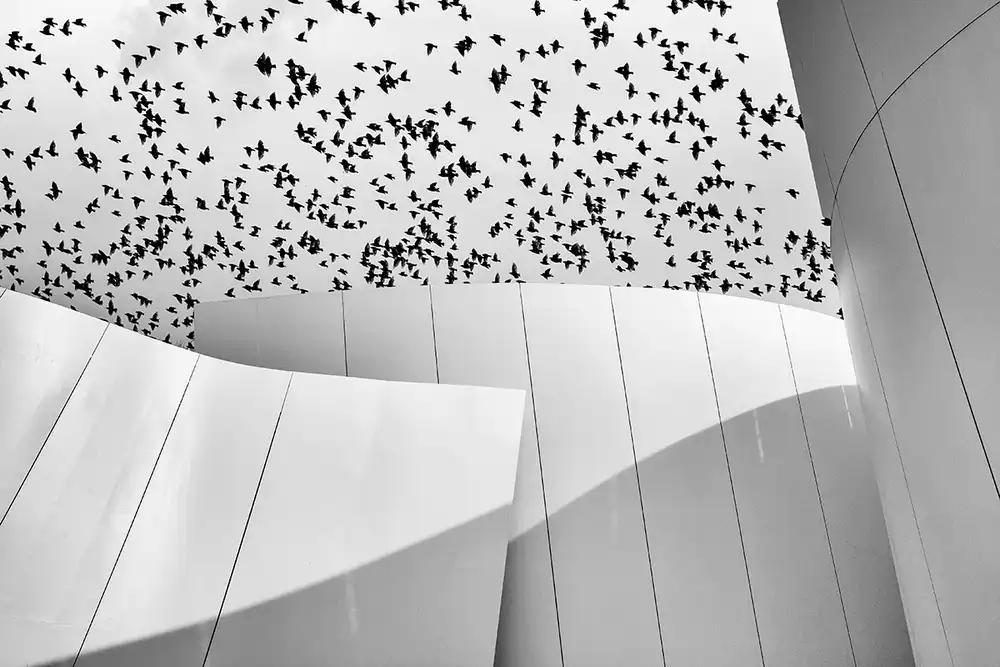Latta, Della Massimo: Birds