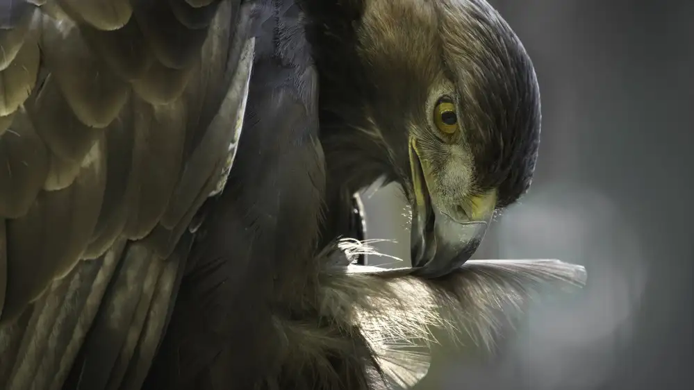 Benso, Gilles: Aigle Doré
