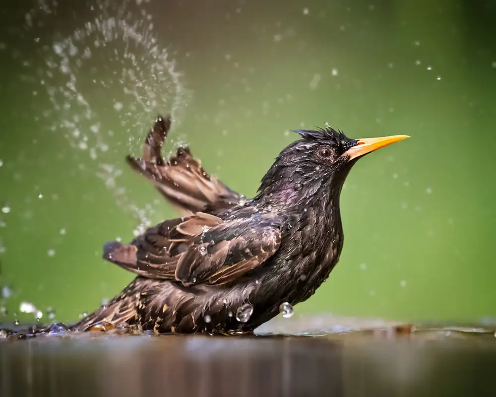 Poreider, Annie: Dipingere con l'acqua