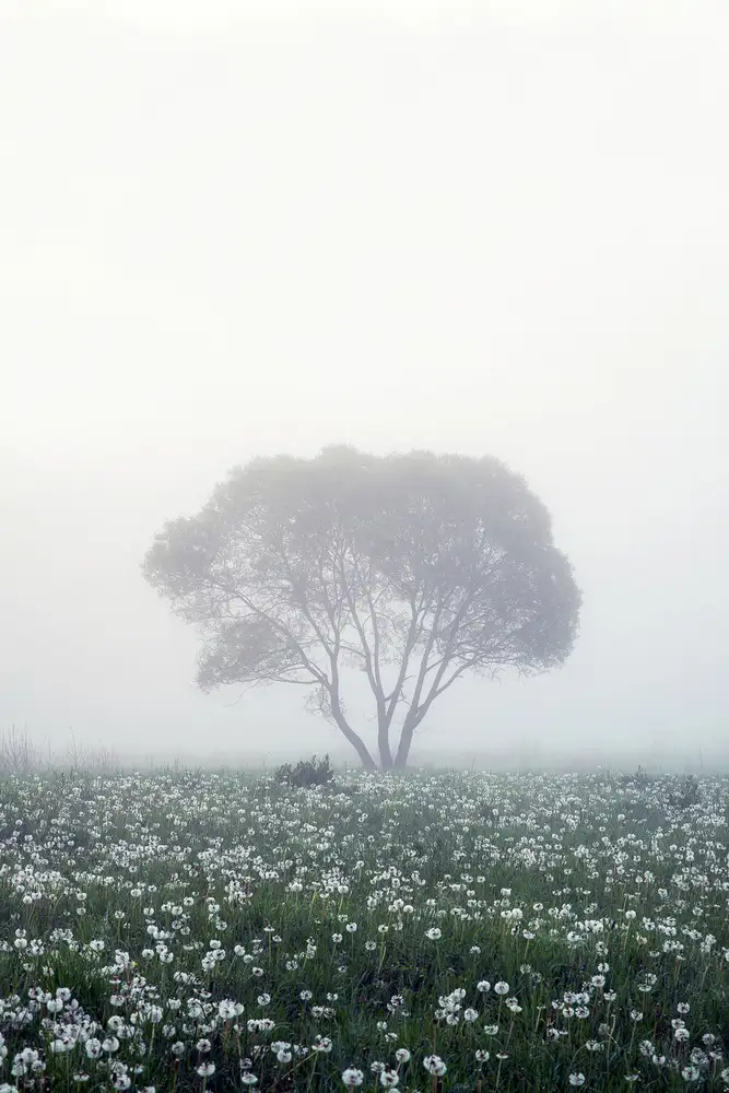 Doronin, Dmitry: Albero solitario