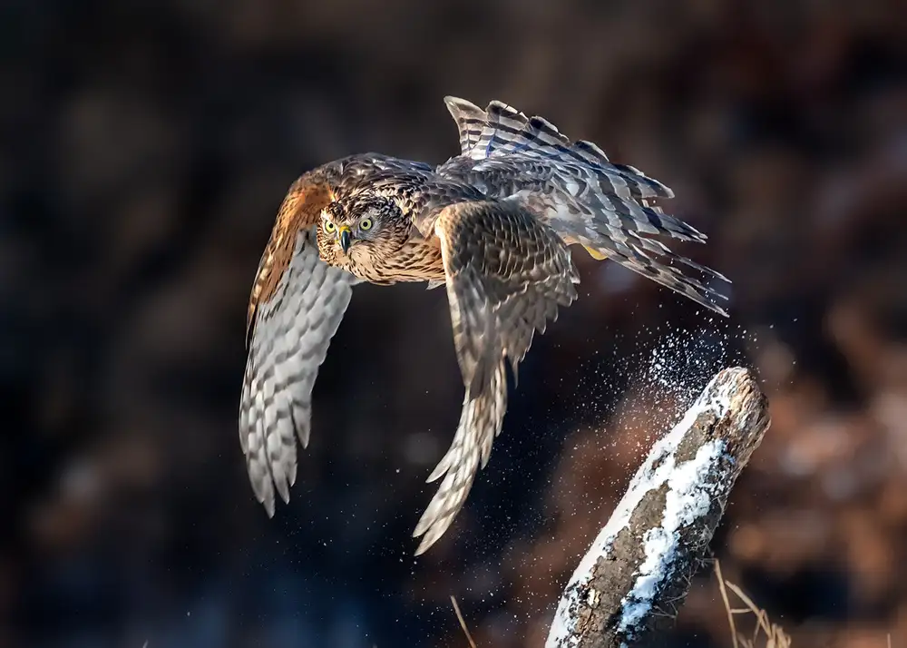 Poreider, Annie: Připraven k lovu