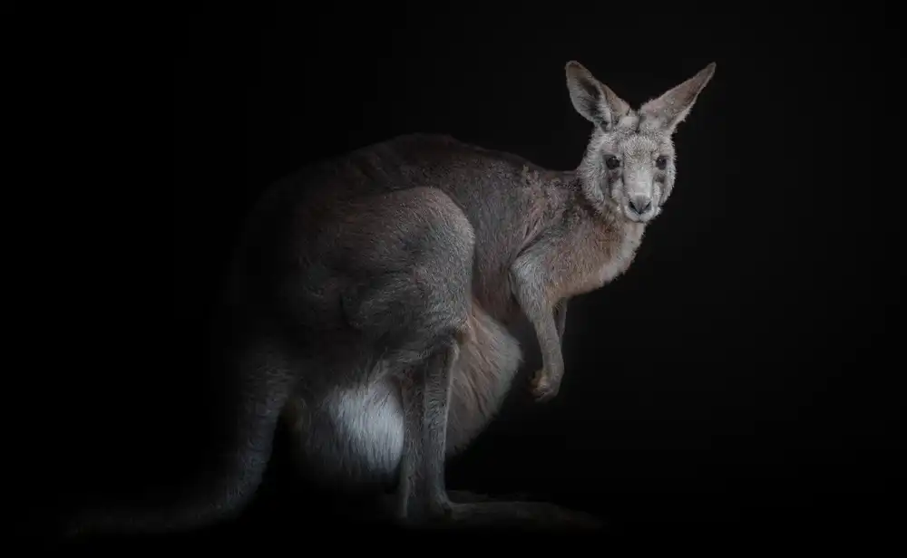KaMerA: Känguru