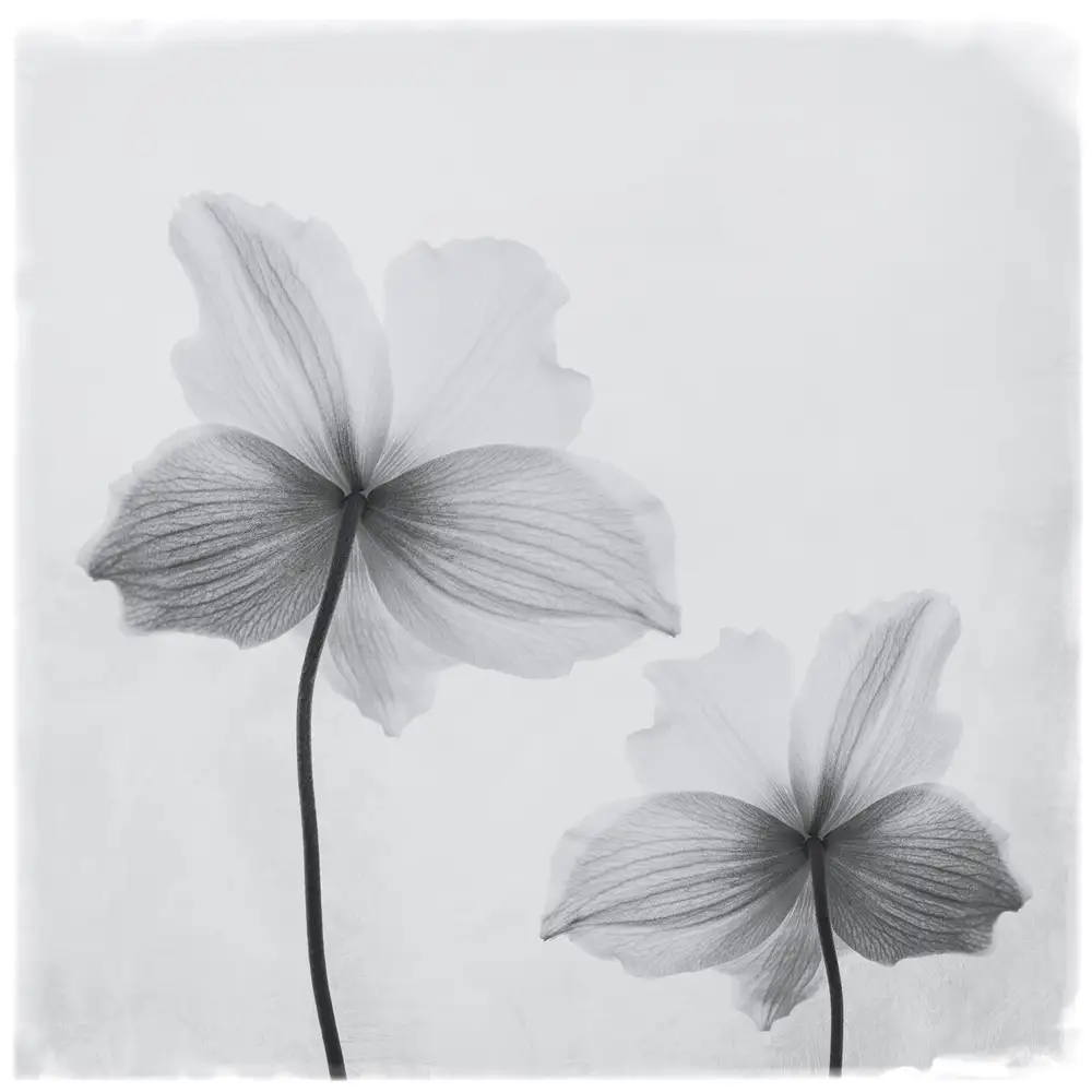 Grønkjær, Lotte: Anemone hupehensis