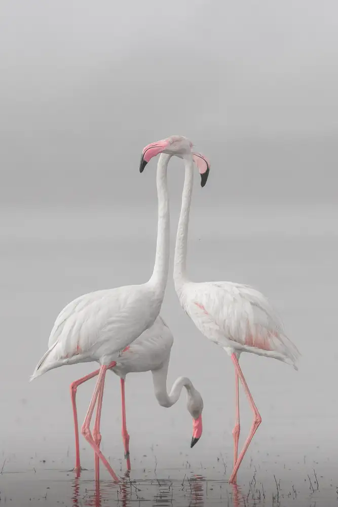 Wedpathak, Rahul: GRAND FLAMANT