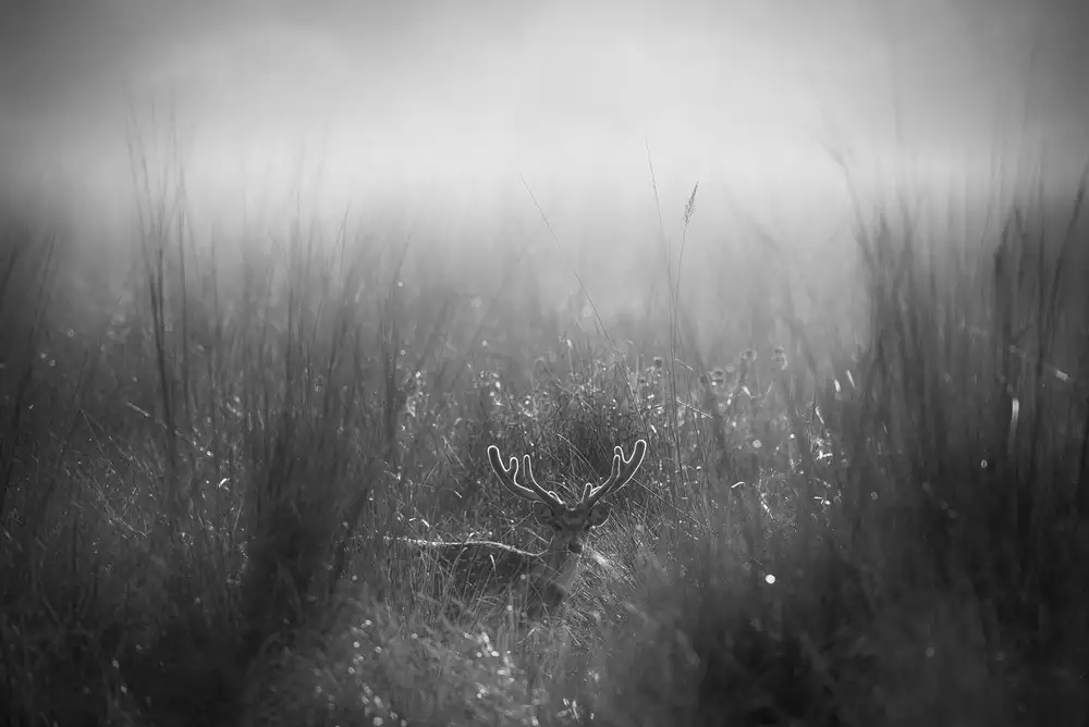 Swapnil: inquisitive