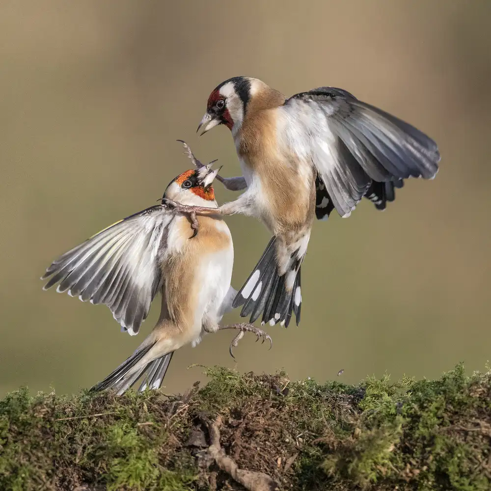 Wilkinson, Hugh: Goldfinches in Conflict
