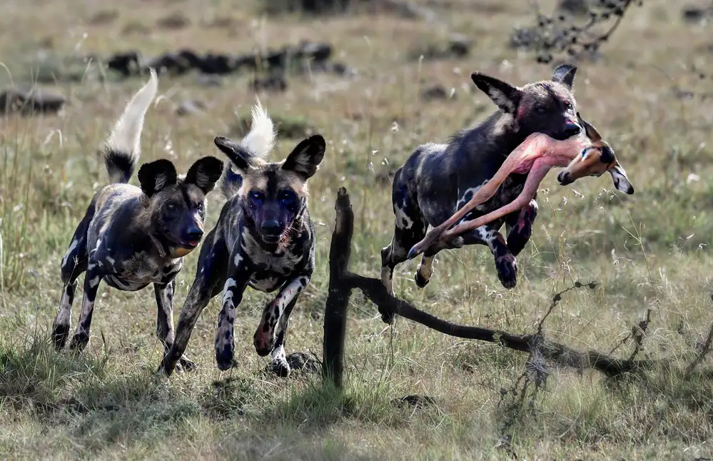 Fischer, Jie: Concours de chiens sauvages