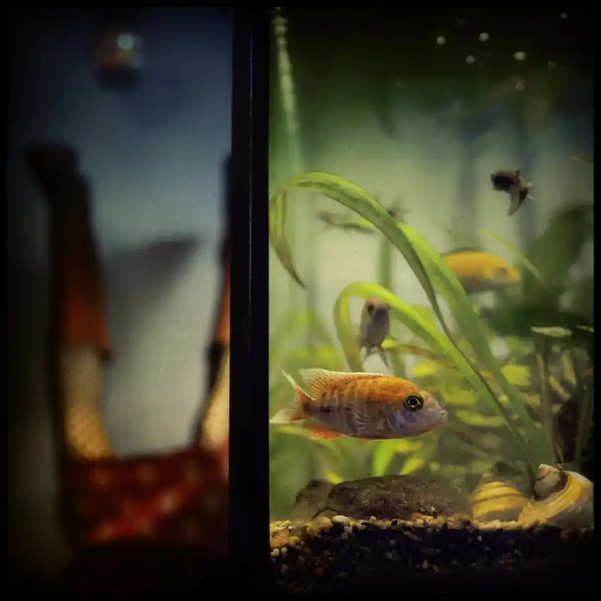 ambra: aquachill