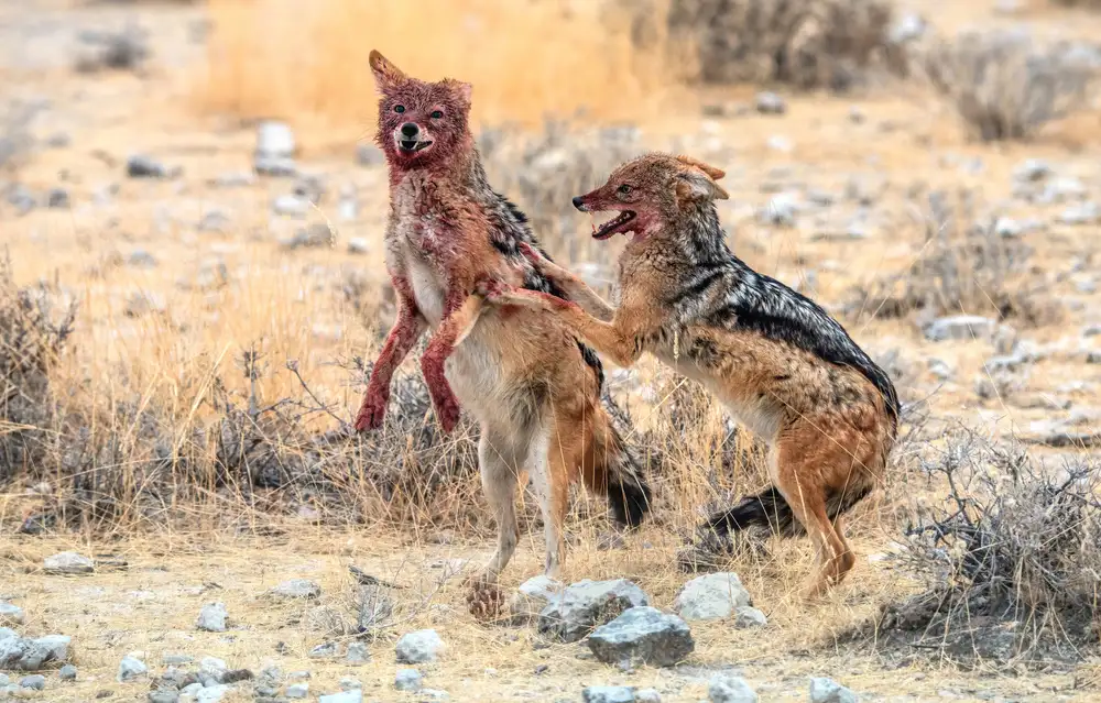 DAmico, Giuseppe: Disputes in the savannah
