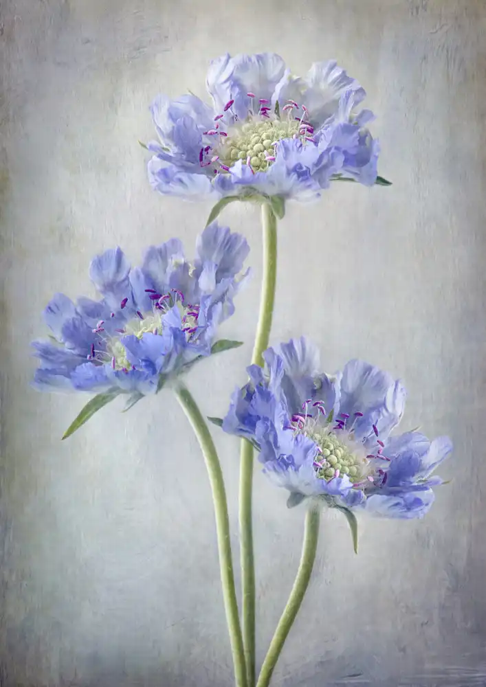 Disher, Mandy: Scabiosa