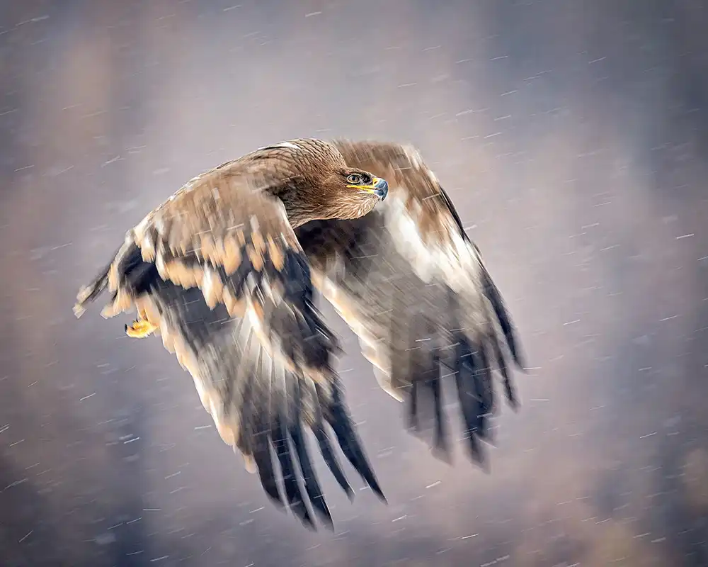 Poreider, Annie: Soaring in the snow
