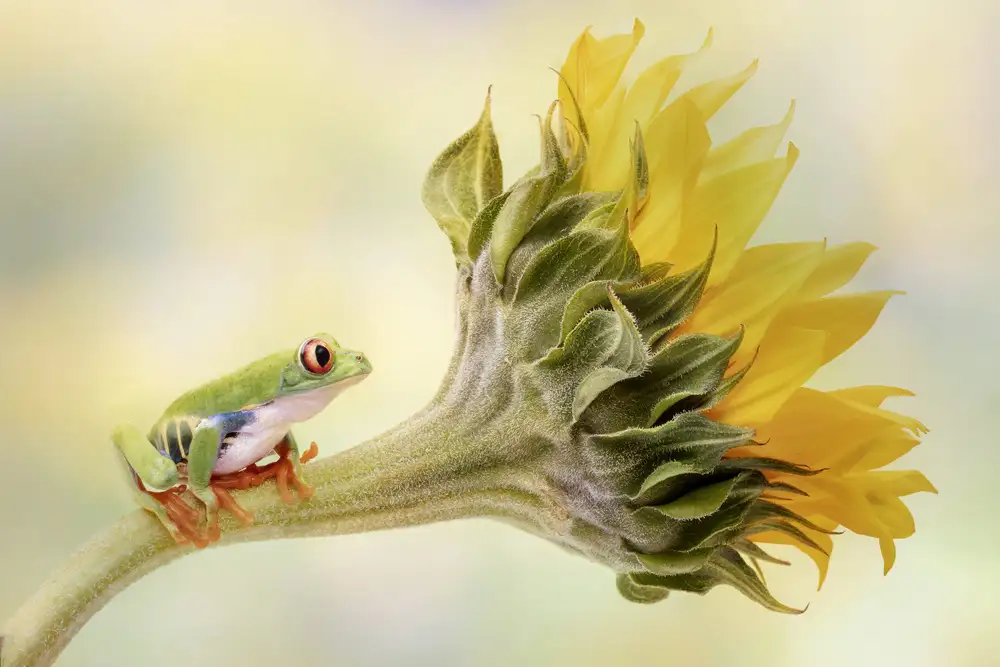 Lester, D Linda: Rana arborícola de ojos rojos sobre un girasol