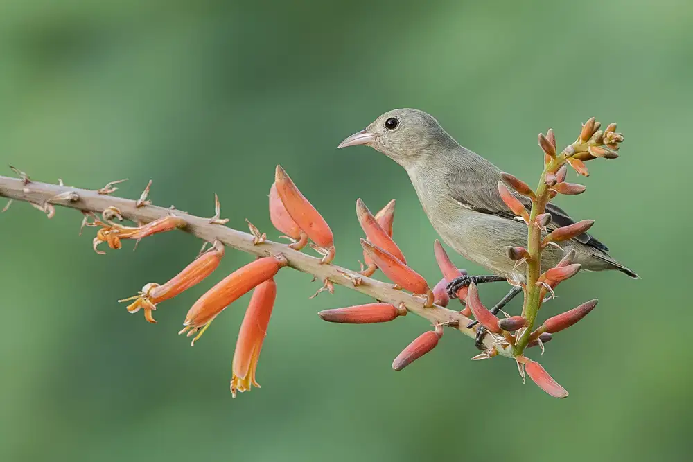 Wedpathak, Rahul: Pic-fleur