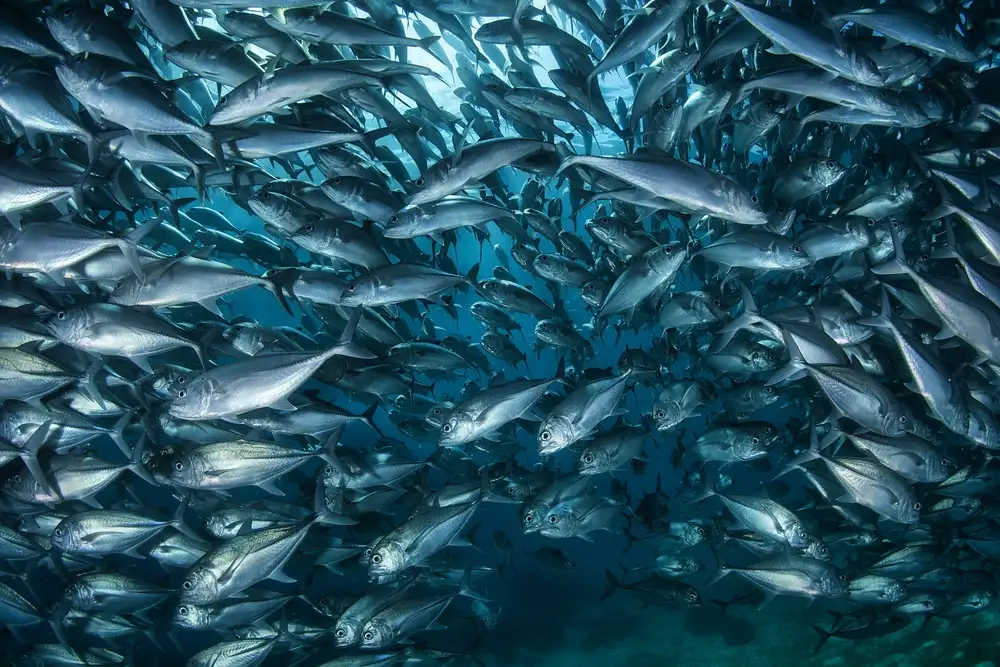 Narchuk, Andrey: Fish-wall