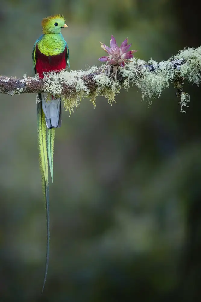 Doyle, Renee: Farben des männlichen Quetzals