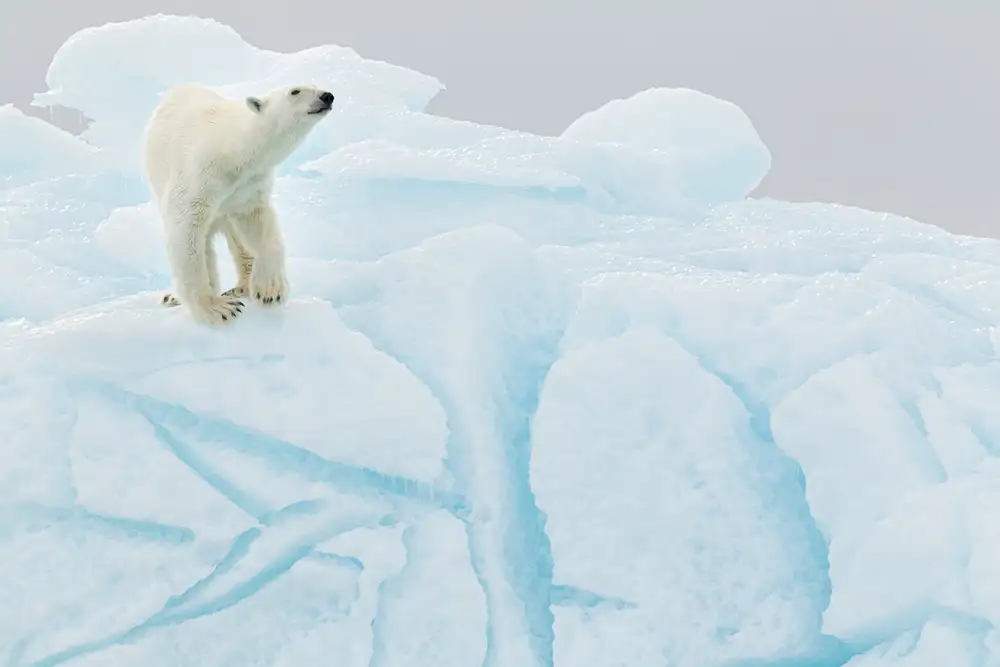 Raga, Gil Joan: Polar bear on iceberg