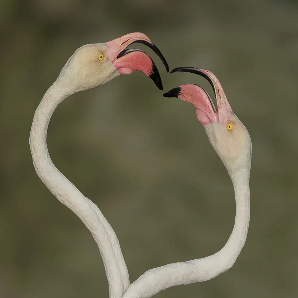 Ismail, Mohamed: love