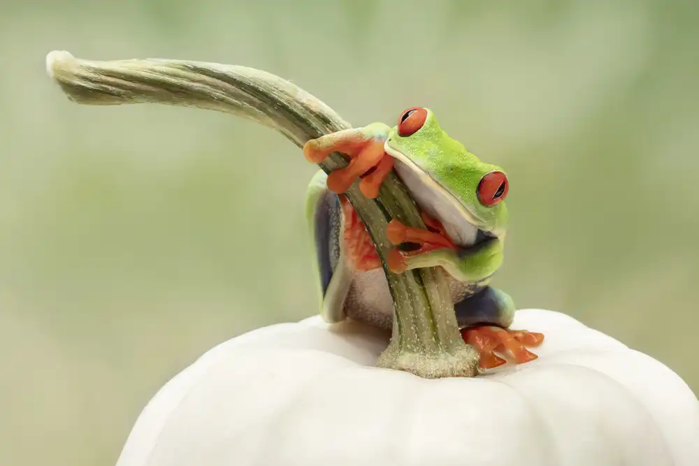 Lester, D Linda: Rainette aux yeux rouges sur une citrouille blanche