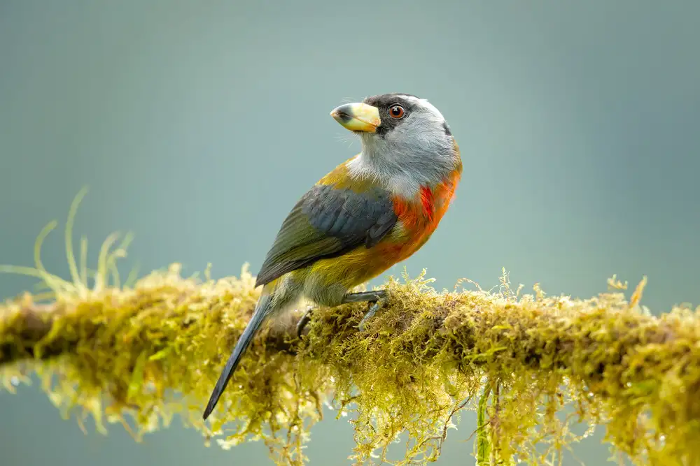 Zygmunt, Milan: Tukanbarbet