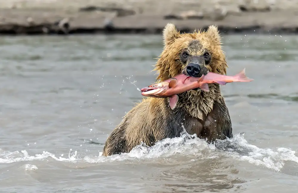DAmico, Giuseppe: Fishing