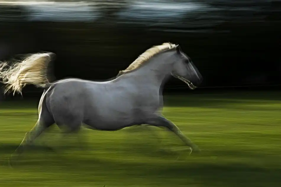 Malovrh, Milan: Cavallo alato