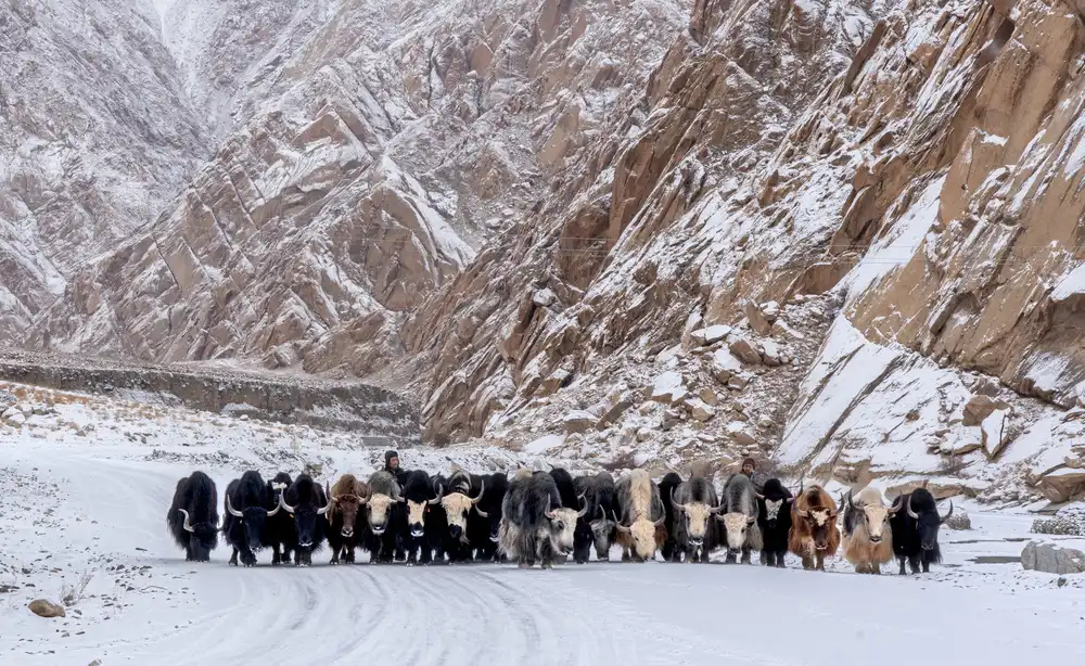 Dhesi, Rajat: Yak Yak