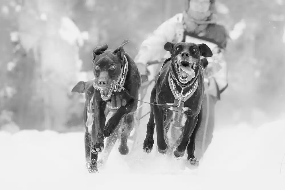 Zhao, Henry: Traîneau à chiens
