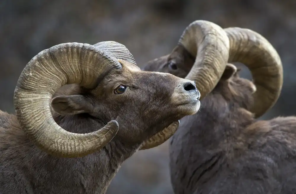 Verdon: Dickhornschaf,Ovis canadensis