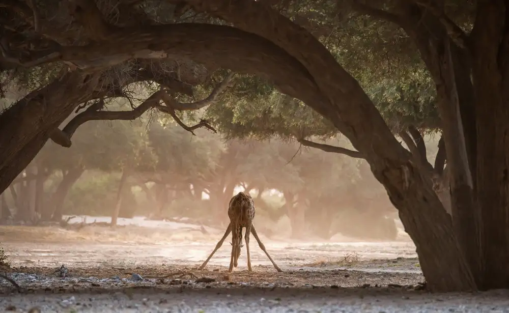 DAmico, Giuseppe: The drinking of the giraffe