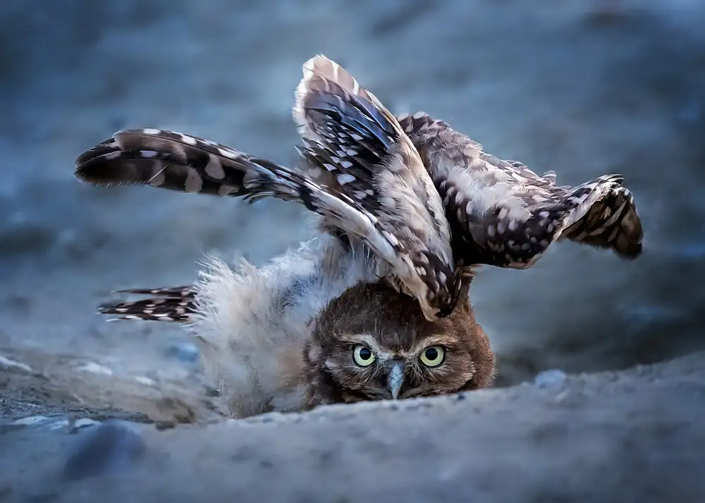 Poreider, Annie: Nascondersi