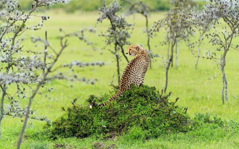 Zhu, Hua: CHEETAH