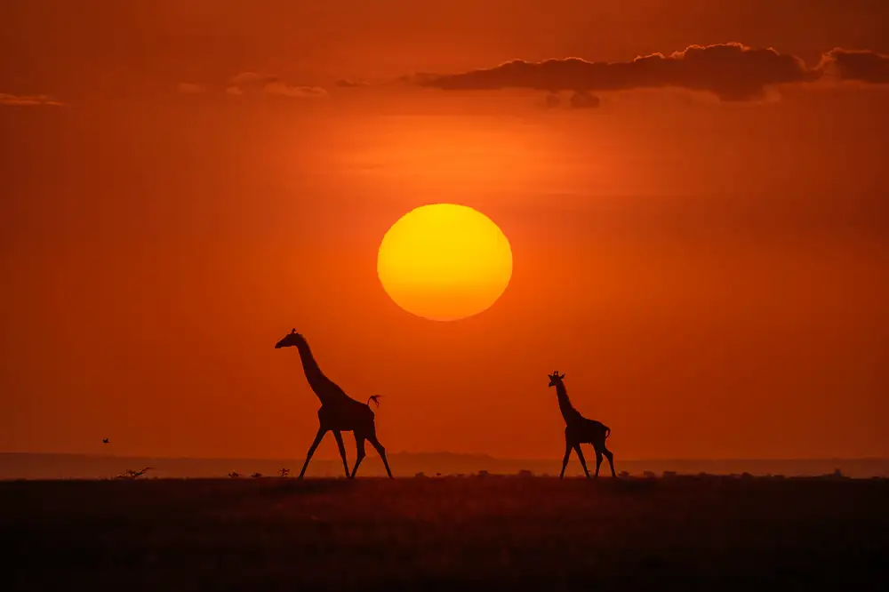 Zhu, Hua: Giraffes in the sunset