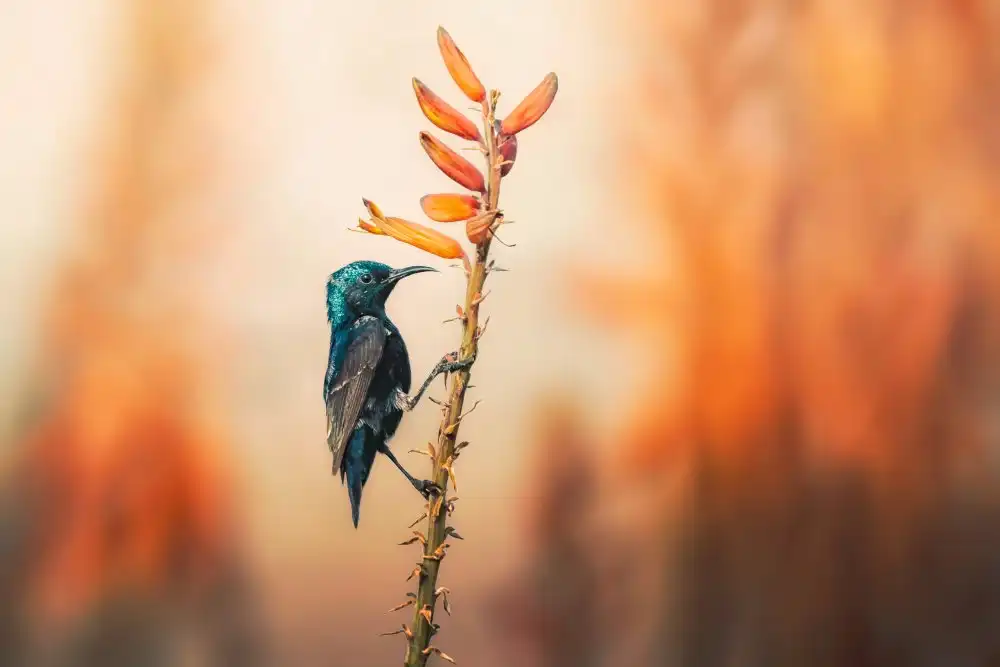 Pezeshki, Sina: Purple Sunbird