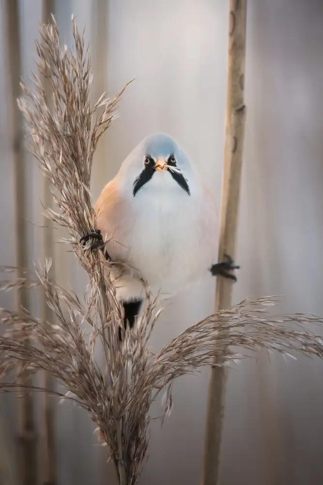 Renmyr, Magnus: Backlit bearded reedling at sunset