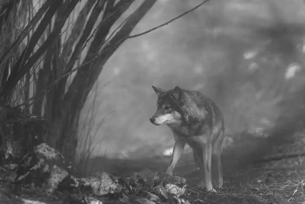 Bajrich, Amir: the European gray wolf stands in the forest