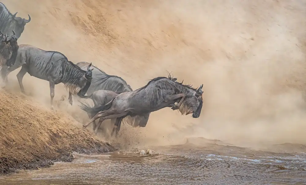 Sink, C. Jeffrey: Air Gnu