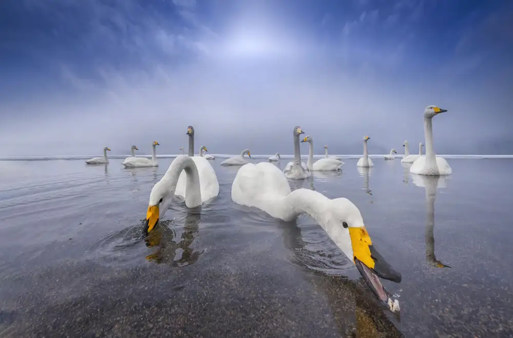 Deng, Larry: lago de los cisnes