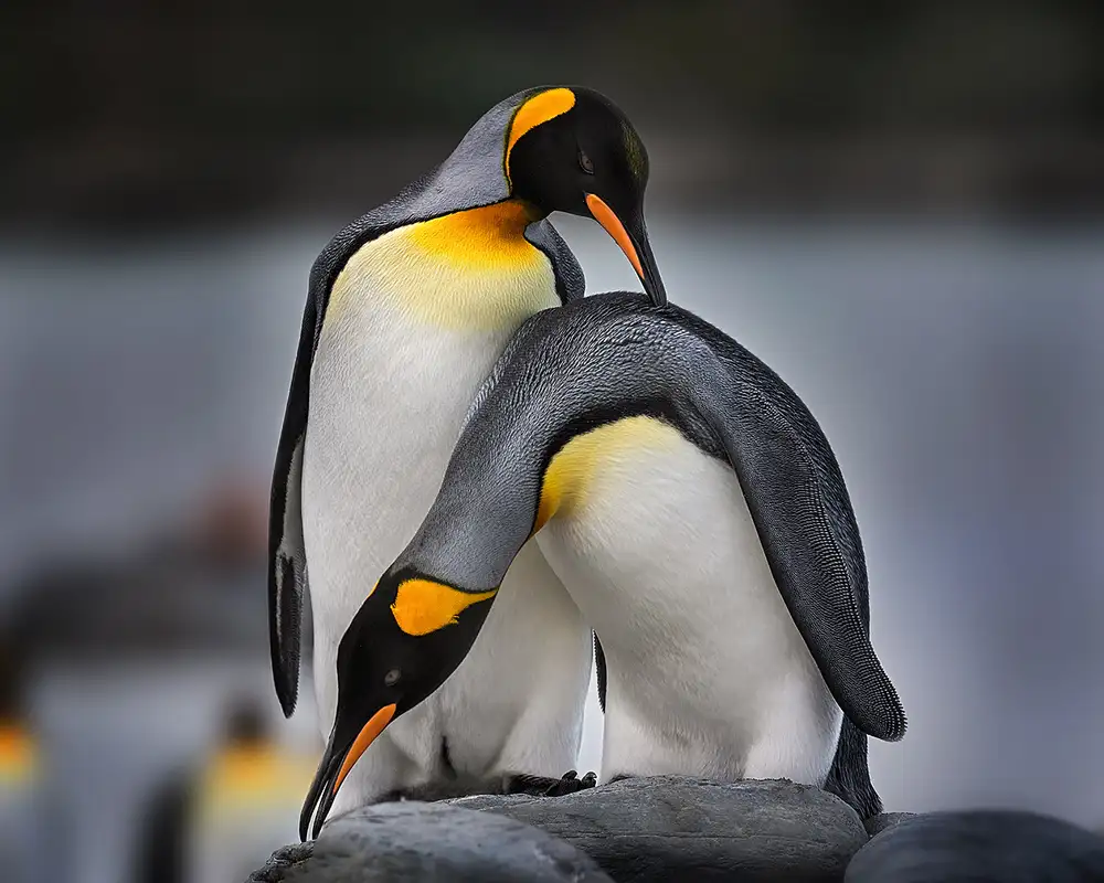 Poreider, Annie: Storia d'amore dei pinguini reali