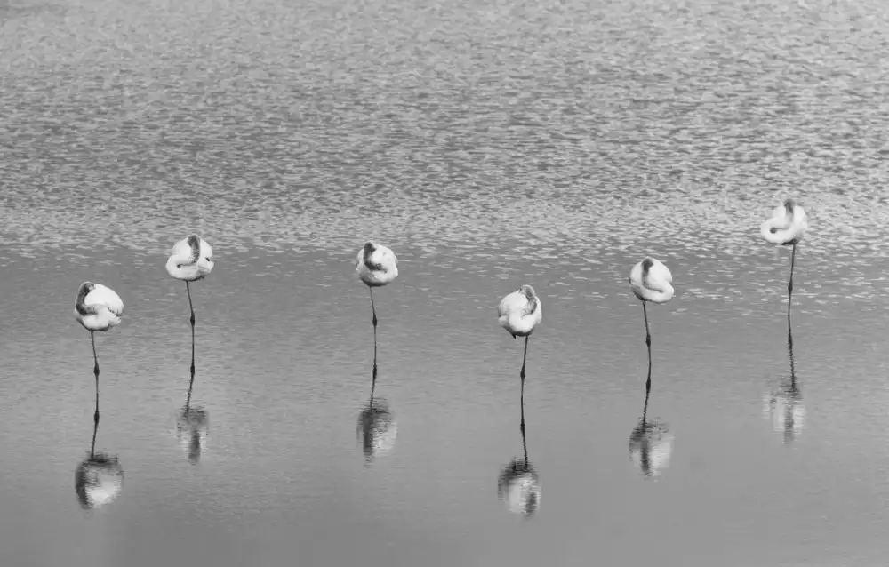 Or, Keren: flamencos dormidos