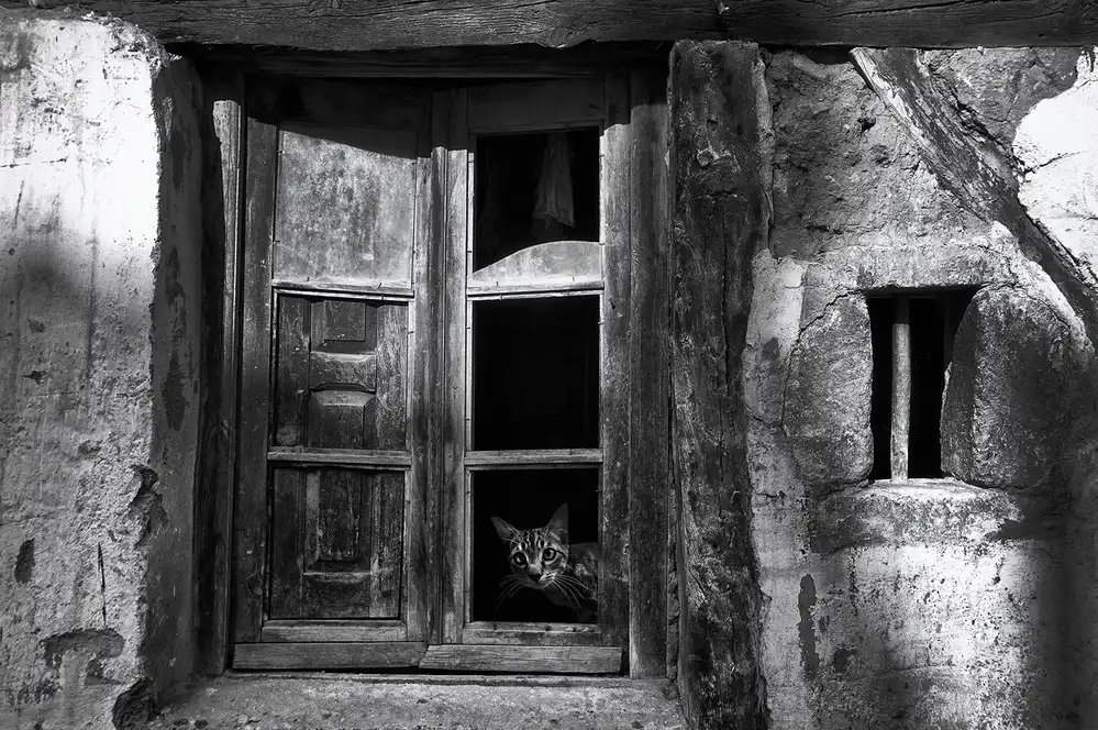 Lobato, C. Jose: Un chat curieux