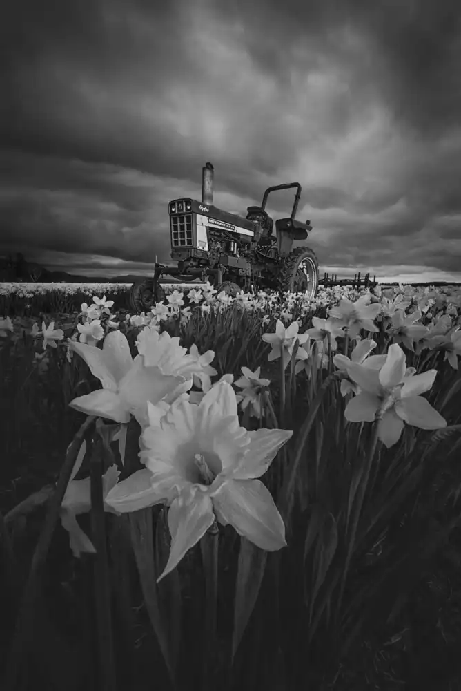 Jacobs, Lydia: Tracteur de Jonquilles