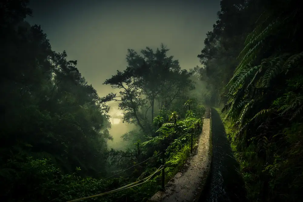 Weber, Roland: Passeggiata Levada