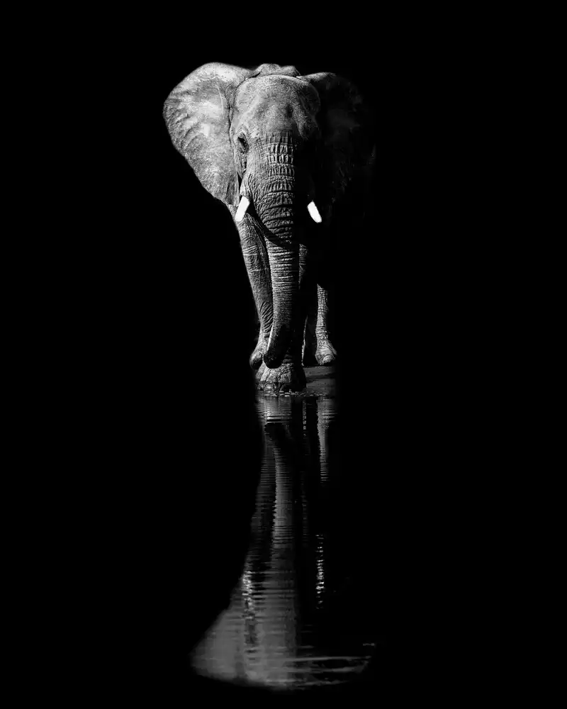 Fischer, Jie: Éléphant