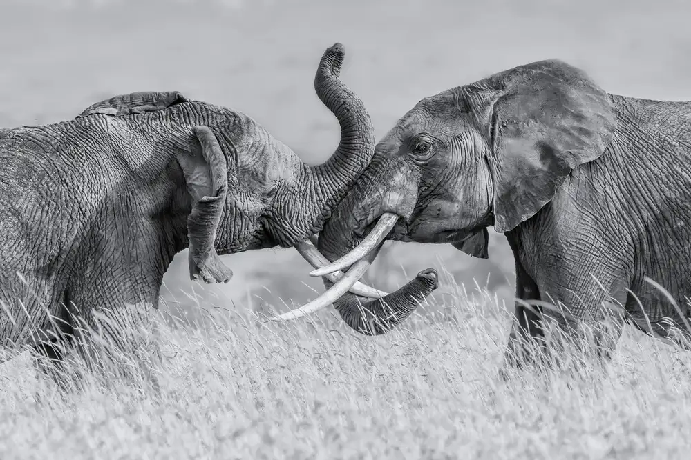 Zuo, Jun: Elefant „Tai Chi“
